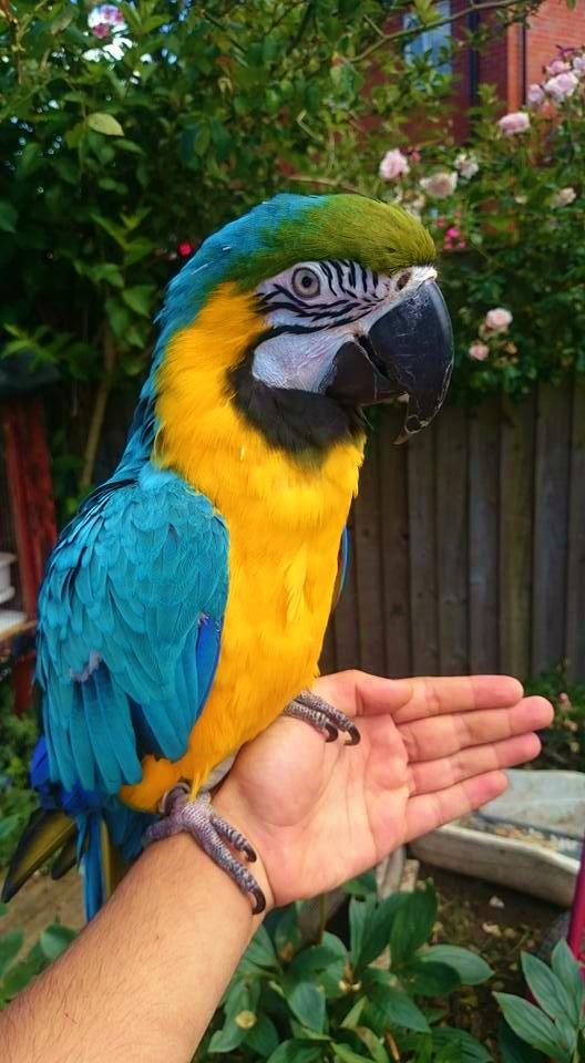 Baby Blue/gold Macaws