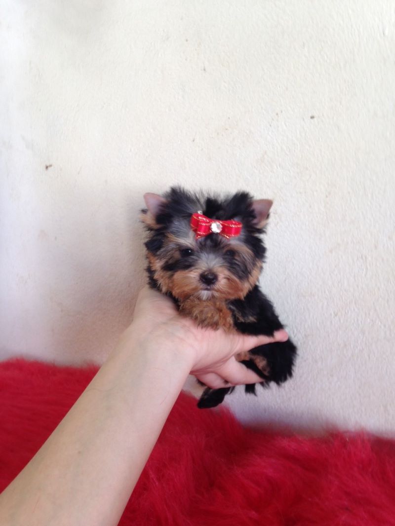 Pedigree Tea Cup Yorkshire Terrier Puppies ready