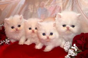 Los gatitos magnífico Persa, 