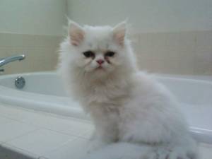 Preciosa gatitos persa 