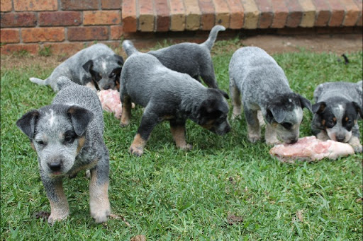 Purebred Australian Cattle Dog Pups 