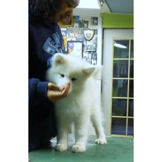Top Registered Samoyed Puppies For You