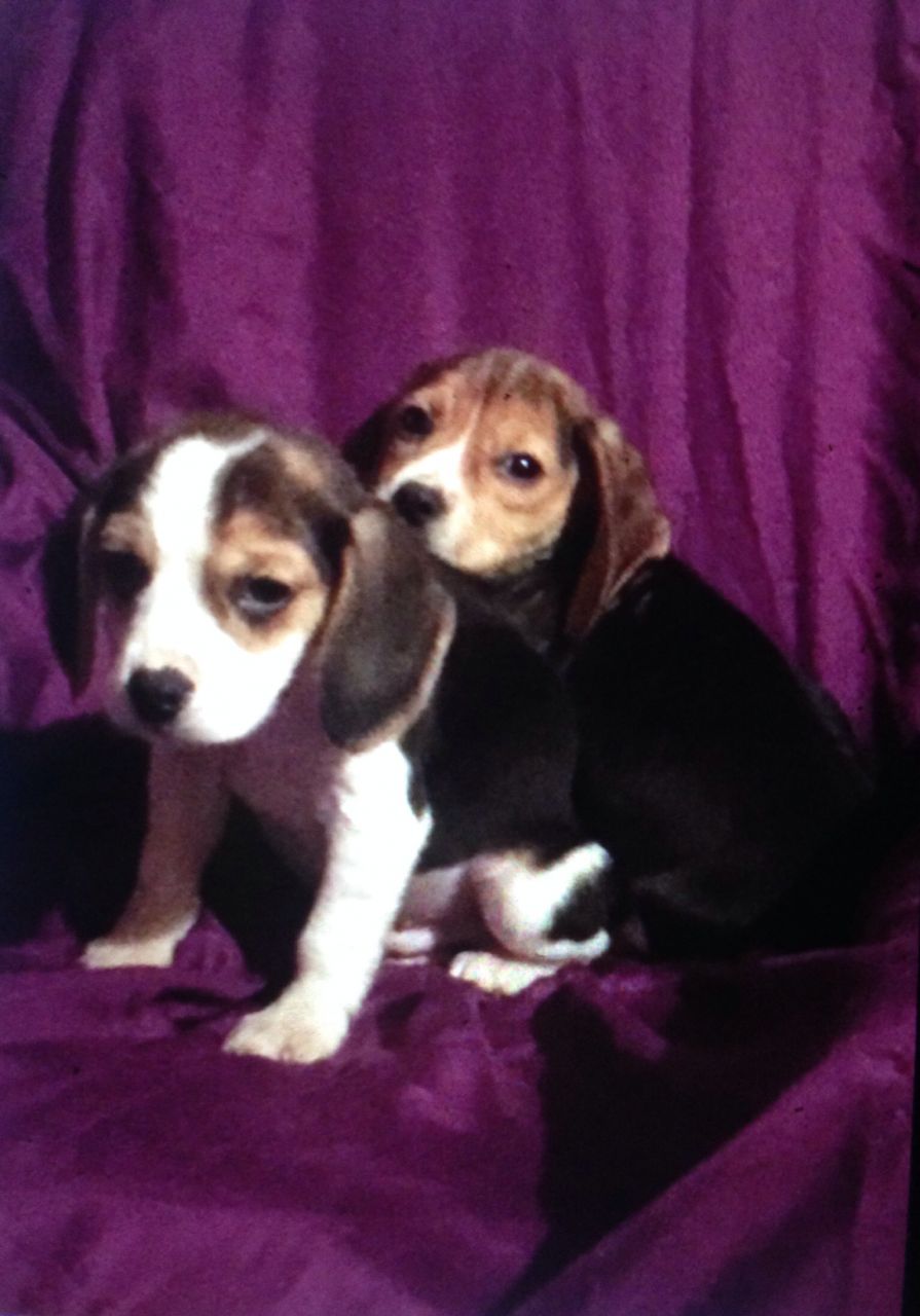 Adorable Litter Of Beagle Puppies.