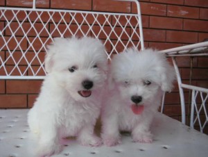 Male And Female Bichon Frise pups for adoption