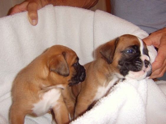 Male and Female Boxer pups for sale