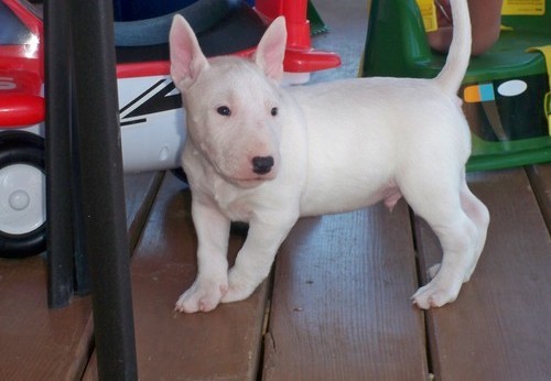 English Bull Terrier Puppies For Sale.