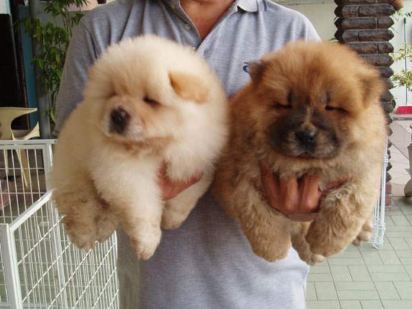 Stunning Chunky Chow Chow Puppies