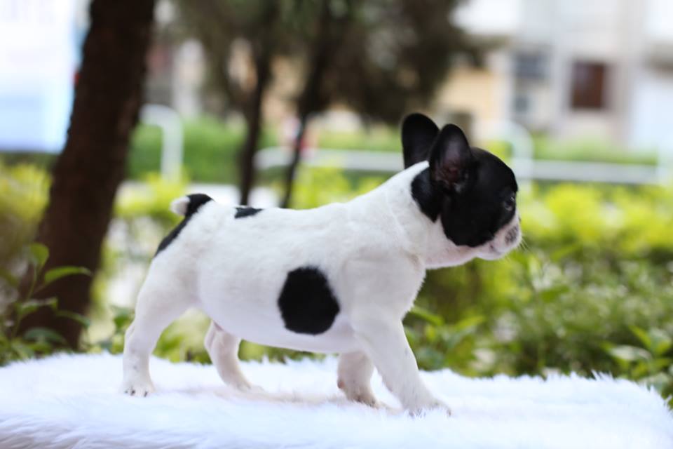 Frenchie for sale puppies