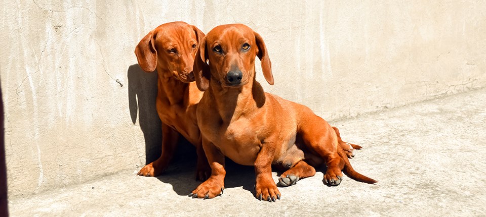 breeders dachshund