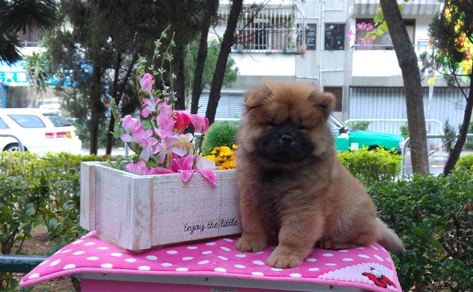 puppy for sale breed chow chow