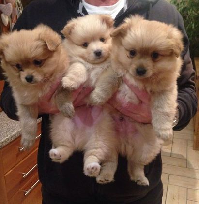 Pomeranian Puppys