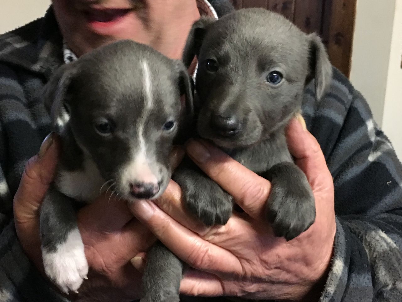 Pedigree Whippet Puppies For Sale