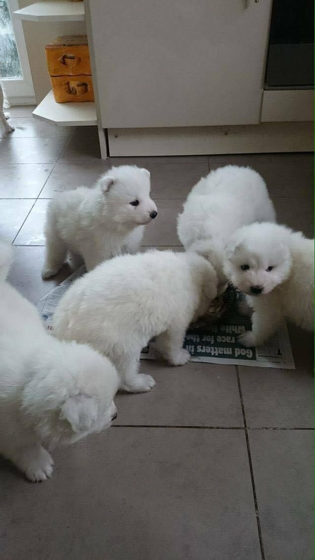 Beautiful Samoyed Puppy Looking For Forever Home