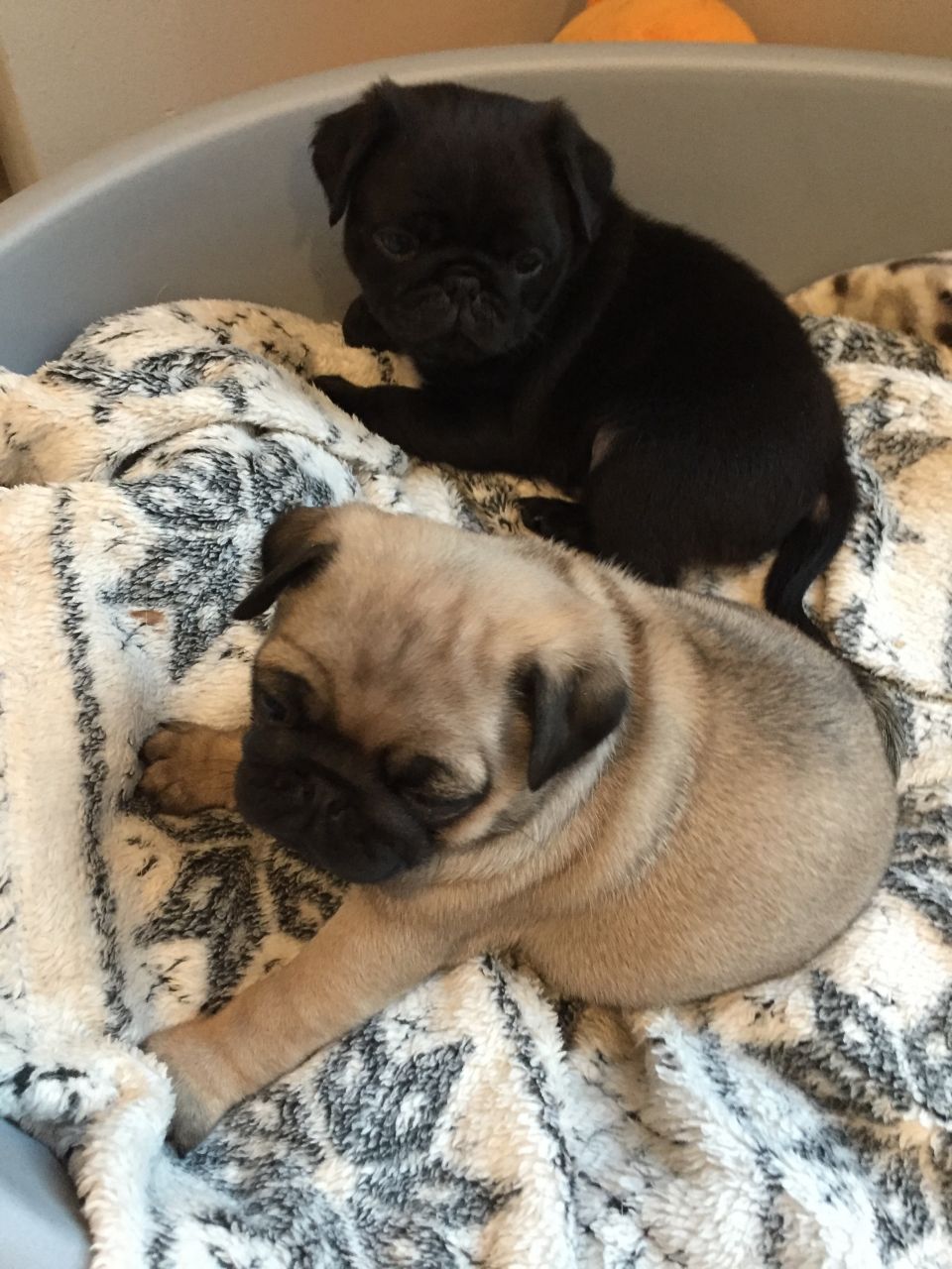 Beautiful pug puppies For Sale