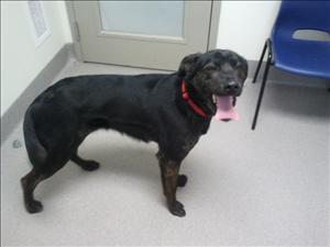 DUKE Labrador Retriever/Australian Shepherd Mix: An adoptable dog in Red Deer, AB