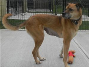 DAX Labrador Retriever/Boxer Mix: An adoptable dog in Red Deer, AB