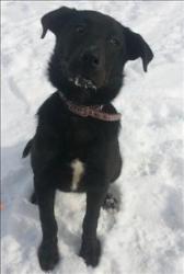 SHADOW Labrador Retriever Mix: An adoptable dog in Red Deer, AB