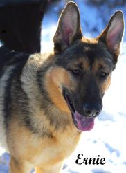 ERNIE German Shepherd Dog: An adoptable dog in Alliston, ON