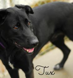 TUX Labrador Retriever/Border Collie Mix: An adoptable dog in Alliston, ON