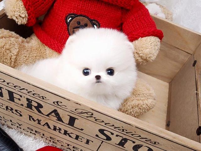 Tiny Adorable White Pomeranian Puppies for adoption 
