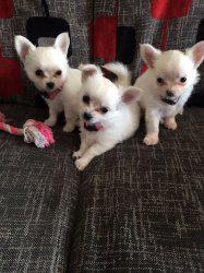 2 Beautiful White Chihuahua Puppies