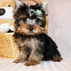  Adorable Teacup Yorkshire Terrier Puppies