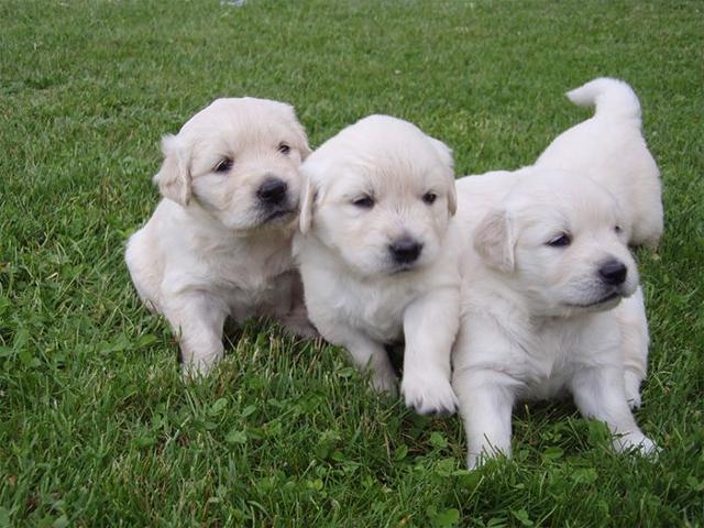 Reg Inoculated Golden Retriever Puppies