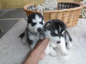  Pomeranian Puppies for adoption