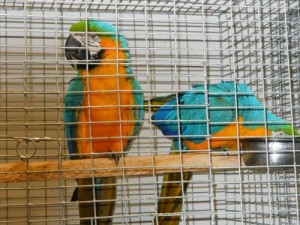 Nice looking Blue and Gold macaw parrots for x mass gifts