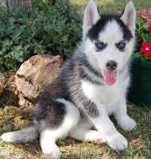  This Siberian husky puppy is 12 weeks old