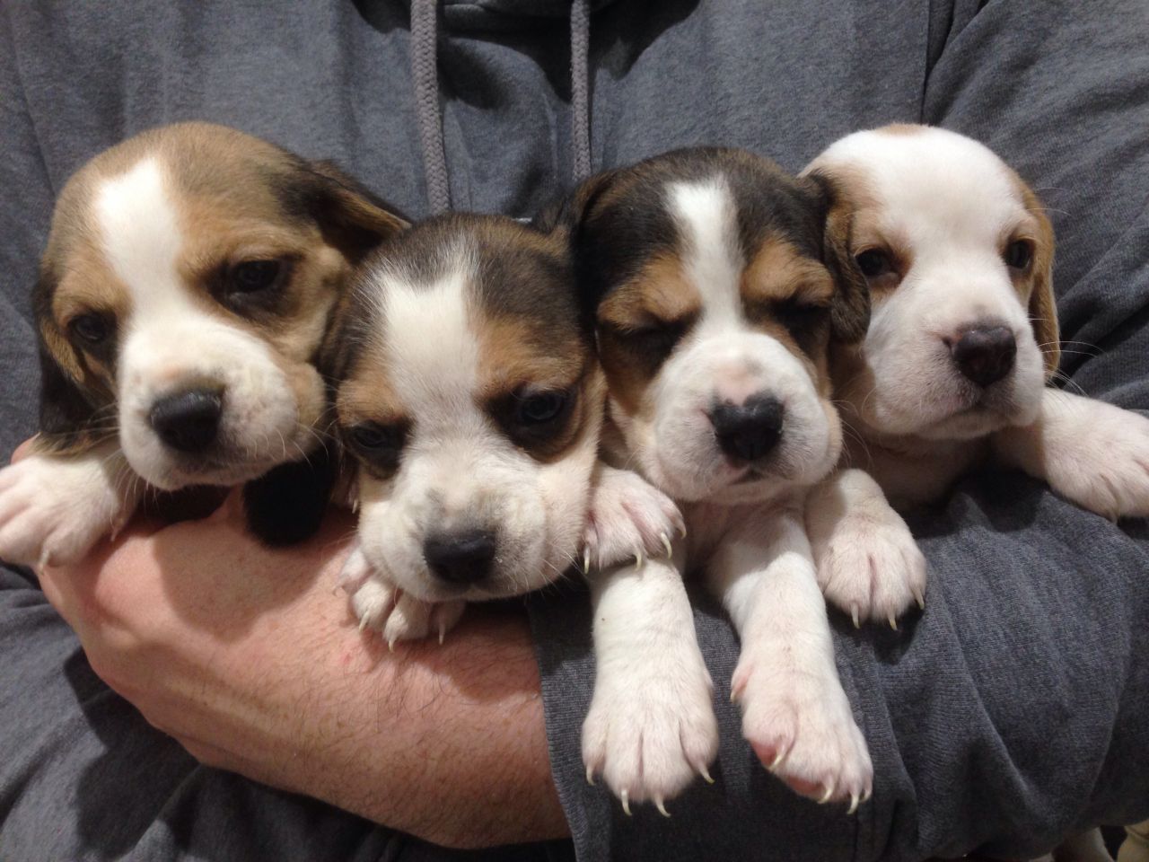 Beagle Puppies For sale to a lovely Home
