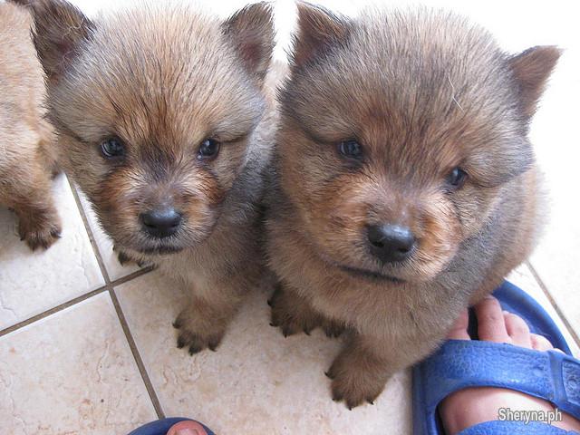  Gorgeous AKC Chow Chow  Puppies for Adoption