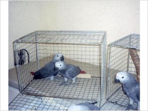 African Grey and other parrot species available !!