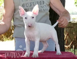  . LOVELY HOME RAIN Male And Female BULL TERRIER Puppies For  ADOPTION .