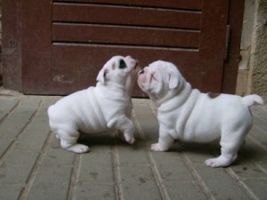 Akc Champion English Bulldog puppies for sale