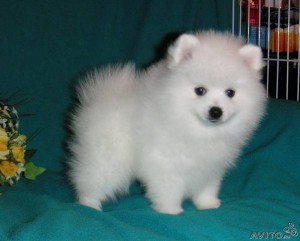 My pomeranian babies are urgently looking for a lovely home before Christmas