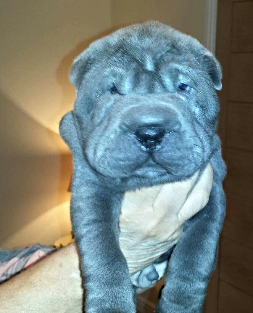 Quality Kennel Club Registered Sharpei  Puppies