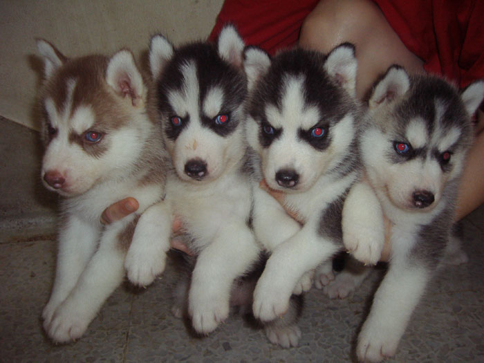 Siberian Husky puppies: cute and strong(no price)