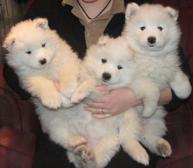 Samoyed puppies-10 weeks old