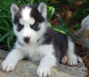 siberian husky puppies registered see pics beautiuful blue eyes 
