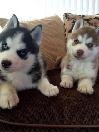 Blue Eyed Siberian Husky Puppy