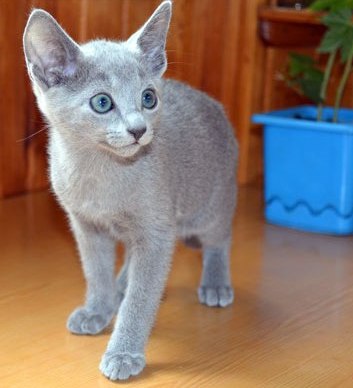 Pure breed M/F Russian Blue Kitten Available today