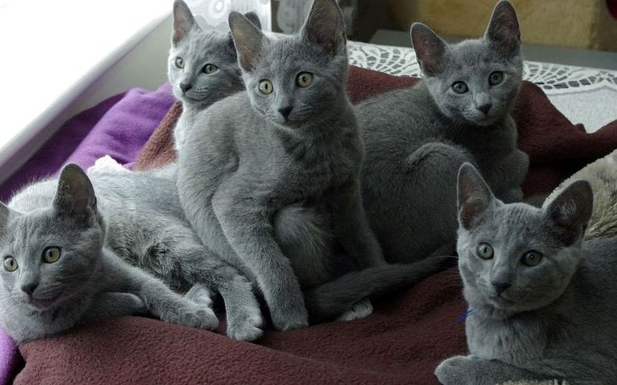 Russian blue Kittens for sale