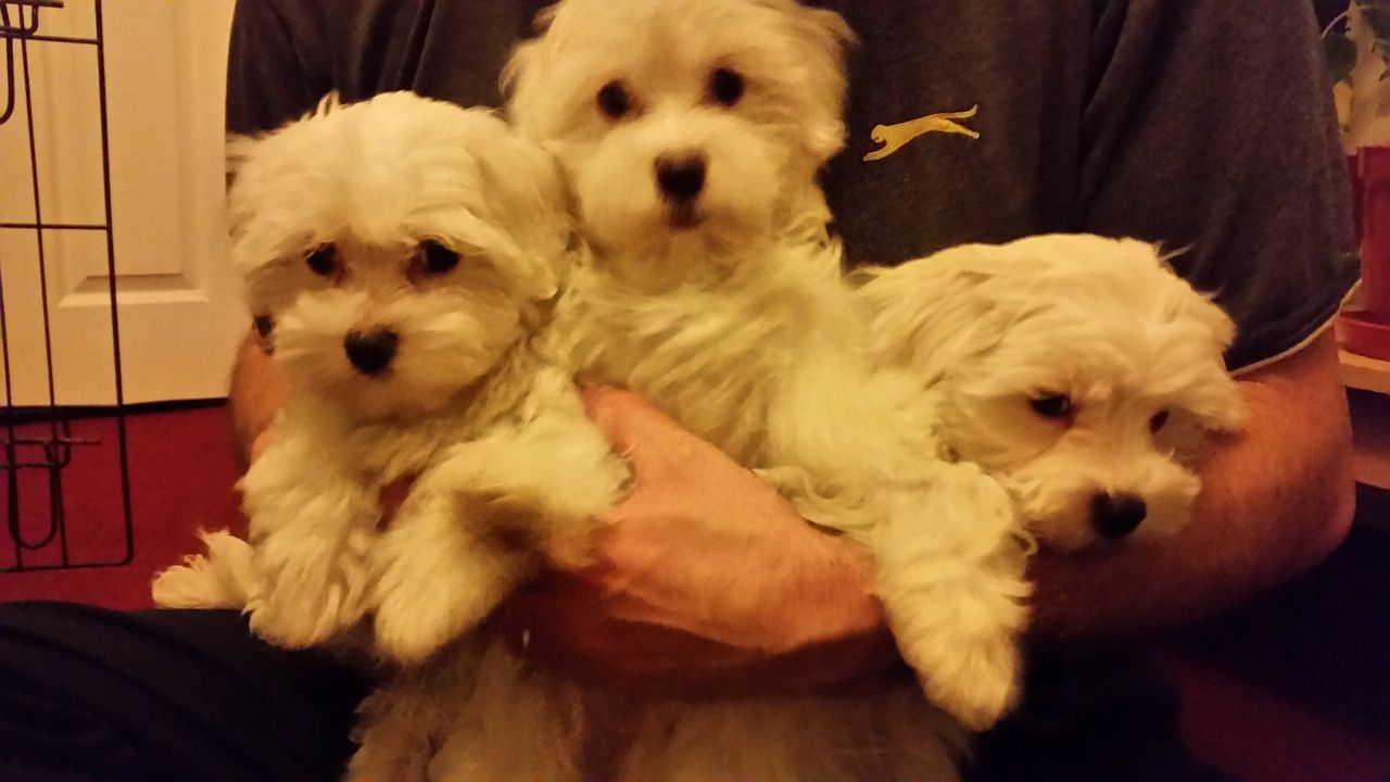 White Havenese Pupps Ready To Go For X mass