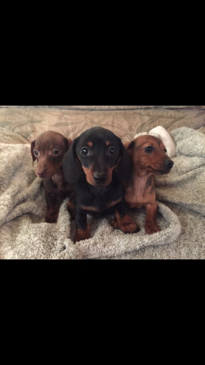 Adorable Mini Dachshund Puppies For Sale