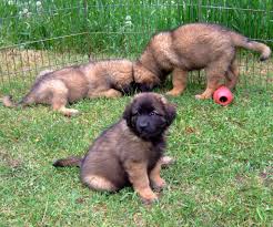 Leonberger puppies