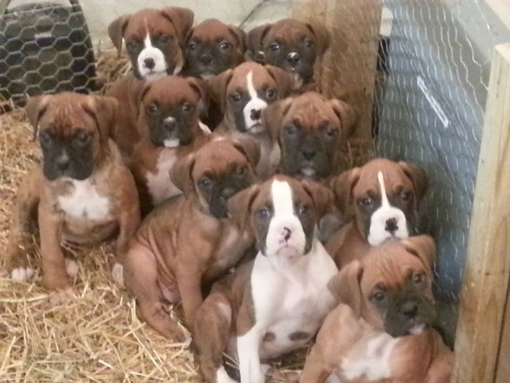 Beautiful Red & White Boxer Puppies