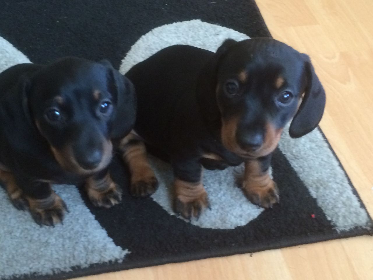 Adorable Short-haired Dachshund Puppies For Sale
