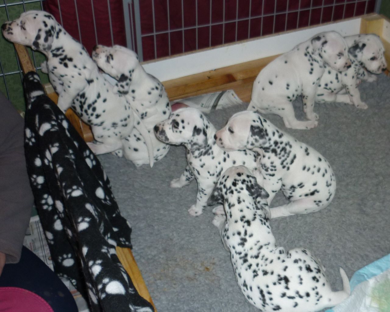 Kc Registered Dalmatian Puppies
