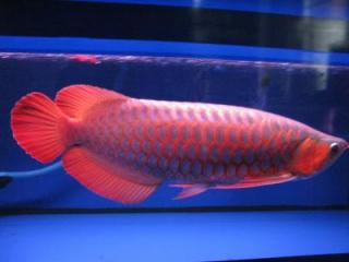 Asian Red Arowana Super Red, 24k Golden And Others For Sale